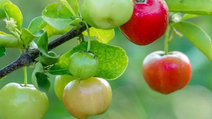 Tìm Hiểu Quả Sơ Ri Miền Nam: Đặc Điểm, Công Dụng Và Giá Trị Dinh Dưỡng Của Trái Cây Họ Mận