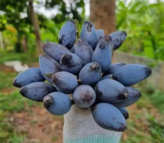 Quả Trám Xanh Có Tác Dụng Gì? Tổng Hợp Công Dụng Và Bài Thuốc Dân Gian Cho Sức Khỏe