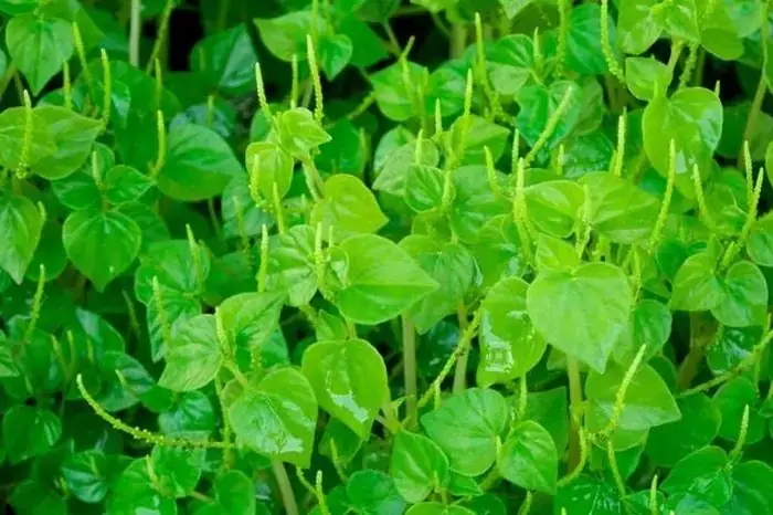 Giải Đáp: Rau Càng Cua Miền Bắc Gọi Là Gì Và Các Tên Gọi Theo Vùng Miền Giải Đáp: Rau Càng Cua Miền Bắc Gọi Là Gì Và Các Tên Gọi Theo Vùng Miền