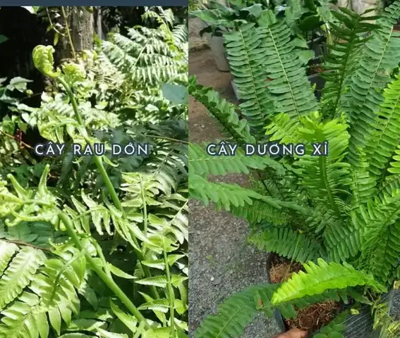 Cách Phân Biệt Rau Dớn Và Dương Xỉ: Đặc Điểm Nhận Diện Và Chế Biến An Toàn Cách Phân Biệt Rau Dớn Và Dương Xỉ: Đặc Điểm Nhận Diện Và Chế Biến An Toàn