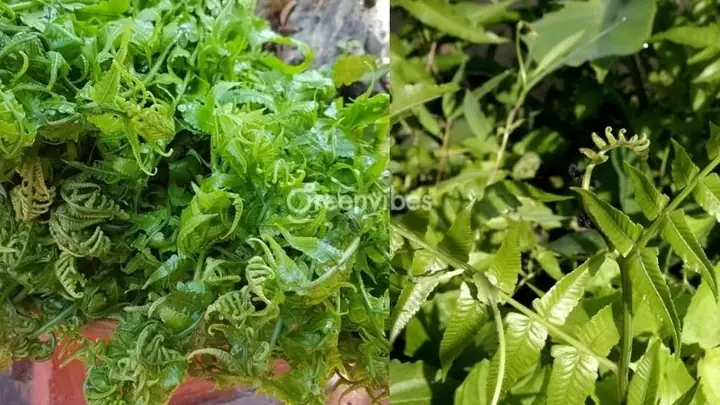 Cách Phân Biệt Rau Dớn Và Dương Xỉ: Đặc Điểm Nhận Diện Và Chế Biến An Toàn Cách Phân Biệt Rau Dớn Và Dương Xỉ: Đặc Điểm Nhận Diện Và Chế Biến An Toàn