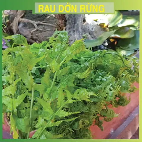 Cách Phân Biệt Rau Dớn Và Dương Xỉ: Đặc Điểm Nhận Diện Và Chế Biến An Toàn Cách Phân Biệt Rau Dớn Và Dương Xỉ: Đặc Điểm Nhận Diện Và Chế Biến An Toàn