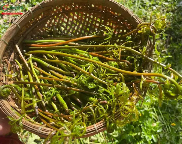 Giải Đáp Tác Dụng Của Rau Đọt Choại (rau Choại) Với Sức Khỏe Và Bí Quyết Dùng Đúng