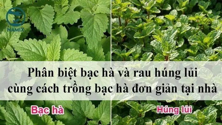 Cách Phân Biệt Rau Húng Lủi Và Bạc Hà: Nhận Diện Và Dùng Đúng Loại Thảo Mộc