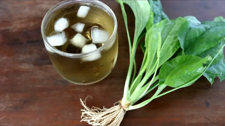 Hướng Dẫn Nấu Canh Rau Mã Đề Thơm Ngon Bổ Dưỡng Cho Gia Đình