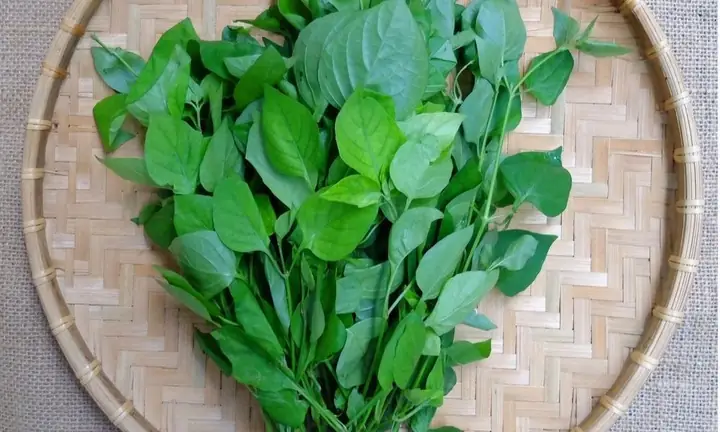 Khám Phá Tác Dụng Của Rau Ngót Nhật Đối Với Sức Khỏe Khám Phá Tác Dụng Của Rau Ngót Nhật Đối Với Sức Khỏe