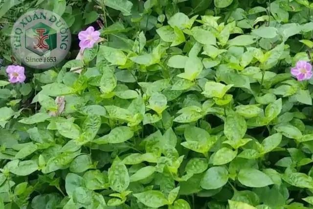 Khám Phá Tác Dụng Của Rau Ngót Nhật Đối Với Sức Khỏe Khám Phá Tác Dụng Của Rau Ngót Nhật Đối Với Sức Khỏe