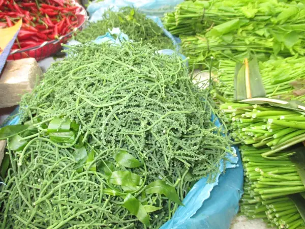 Khám Phá Rau Ngót Rừng Cao Bằng: Đặc Sản Rừng Núi Và Cách Chế Biến Món Ngon