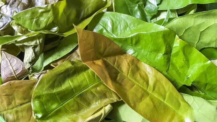 Rau Nhíp Có Tác Dụng Gì? Giải Đáp Lợi Ích Y Học, Dinh Dưỡng Của Lá Bép Cho Sức Khỏe