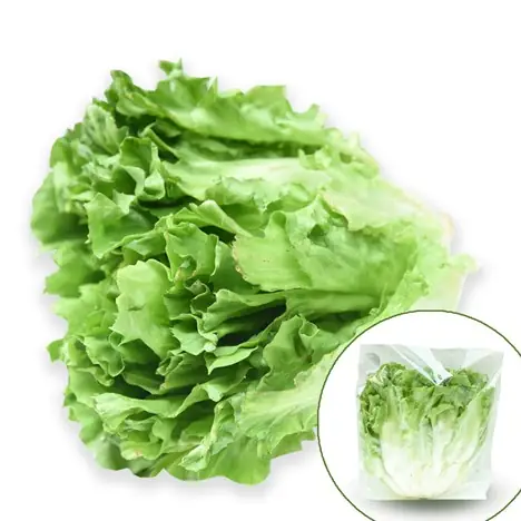 Tìm Hiểu Rau Xà Lách Giòn Đà Lạt: Đặc Điểm, Lợi Ích Và Các Loại Phổ Biến