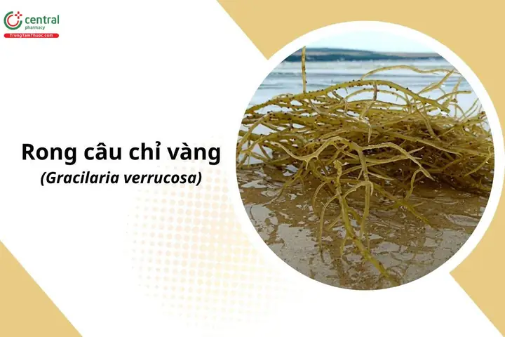Tìm Hiểu Rong Câu Chỉ Vàng: Đặc Điểm, Công Dụng Và Cách Nấu Thạch Xu Xoa Tại Nhà