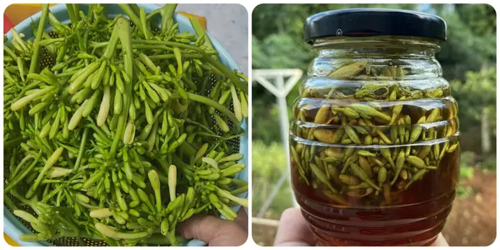 Tác Dụng Của Hoa Đu Đủ Đực Hấp Mật Ong Và Cách Thực Hiện Tại Nhà Tác Dụng Của Hoa Đu Đủ Đực Hấp Mật Ong Và Cách Thực Hiện Tại Nhà