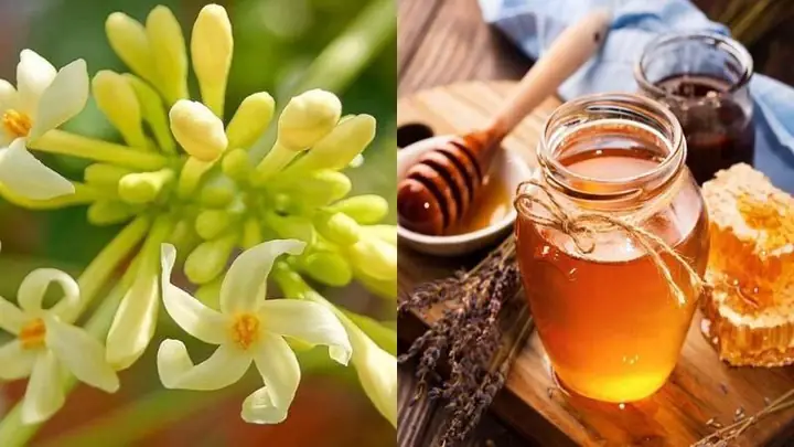 Tác Dụng Của Hoa Đu Đủ Đực Hấp Mật Ong Và Cách Thực Hiện Tại Nhà Tác Dụng Của Hoa Đu Đủ Đực Hấp Mật Ong Và Cách Thực Hiện Tại Nhà