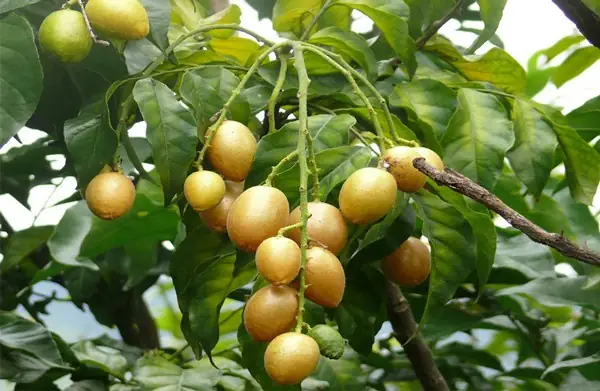 Khám Phá Tác Dụng Của Quất Hồng Bì: Công Dụng Chữa Bệnh Từ Quả, Lá Và Lưu Ý Dùng