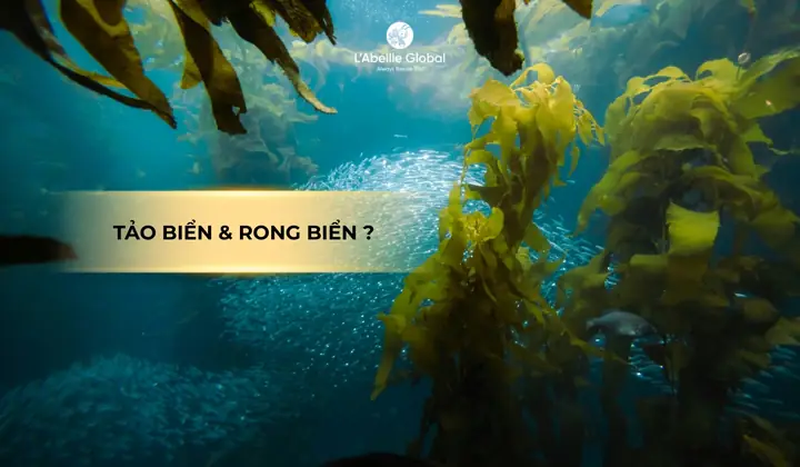 Giải Đáp Tảo Bẹ Có Phải Là Rong Biển Không Và Mối Quan Hệ Phân Loại Thực Tế