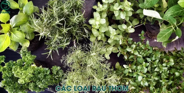 Tổng Hợp Tên Các Loại Rau Thơm Gia Vị Phổ Biến Ở Việt Nam: Hình Ảnh, Công Dụng & Tên Tiếng Anh Tổng Hợp Tên Các Loại Rau Thơm Gia Vị Phổ Biến Ở Việt Nam: Hình Ảnh, Công Dụng & Tên Tiếng Anh