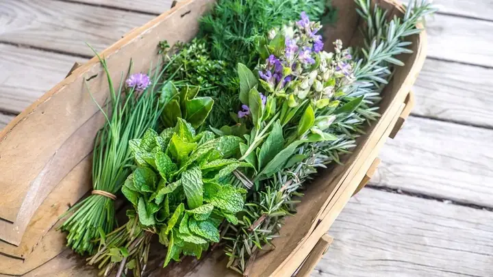 Tổng Hợp Tên Các Loại Rau Thơm Gia Vị Phổ Biến Ở Việt Nam: Hình Ảnh, Công Dụng & Tên Tiếng Anh Tổng Hợp Tên Các Loại Rau Thơm Gia Vị Phổ Biến Ở Việt Nam: Hình Ảnh, Công Dụng & Tên Tiếng Anh