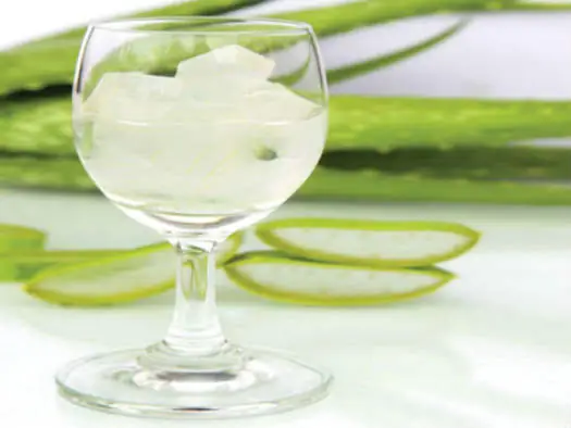 Mua Thạch Nha Đam Đại Lộc 1kg Ở Đâu Và Giá Bao Nhiêu Cho Quán Và Gia Đình Mua Thạch Nha Đam Đại Lộc 1kg Ở Đâu Và Giá Bao Nhiêu Cho Quán Và Gia Đình
