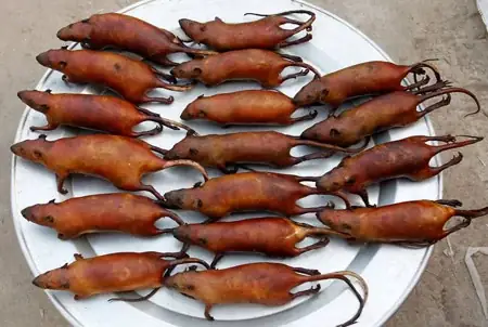 Thịt Chuột Tiếng Anh Là Gì? Định Nghĩa, Cách Dùng Và Các Từ Vựng Liên Quan