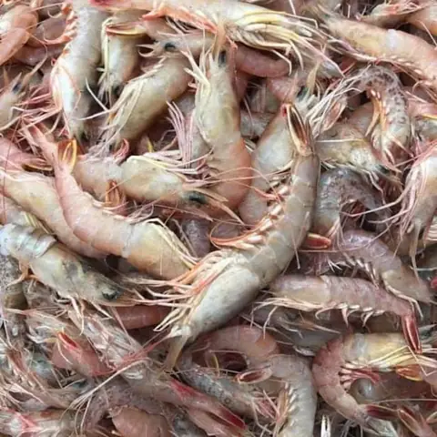 Giải Đáp Tôm Sắt Là Tôm Gì – Đặc Điểm Loài Tôm Biển Vỏ Cứng Và Thịt Ngọt