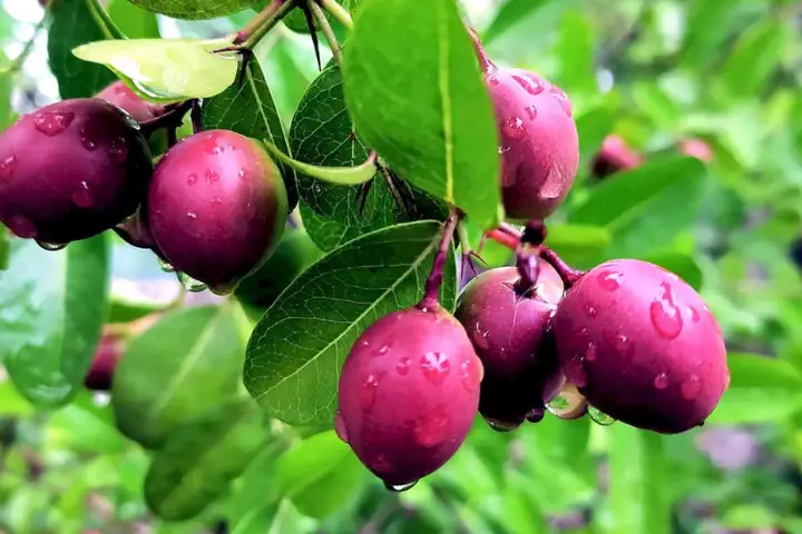 Trái Siro Ăn Được Không? Giải Đáp Chi Tiết Và Lưu Ý Quan Trọng Khi Dùng Trái Siro Ăn Được Không? Giải Đáp Chi Tiết Và Lưu Ý Quan Trọng Khi Dùng