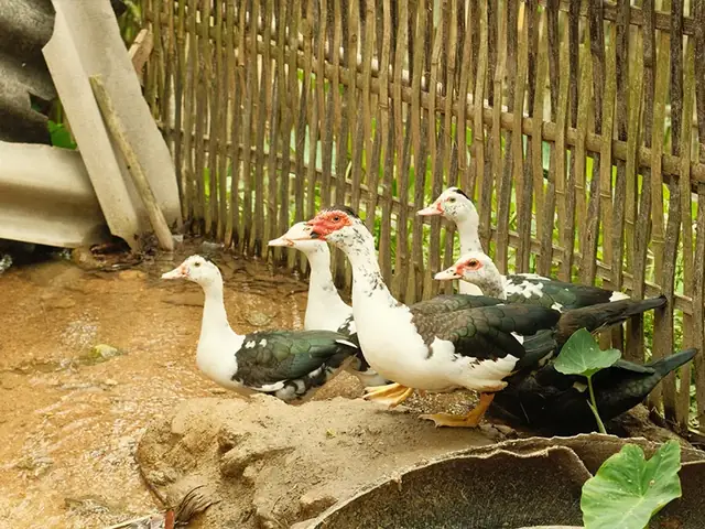 Giải Đáp Vịt Xiêm Là Con Gì: Định Nghĩa, Tên Gọi Đồng Nghĩa Với Con Ngan Và Phân Biệt Với Vịt