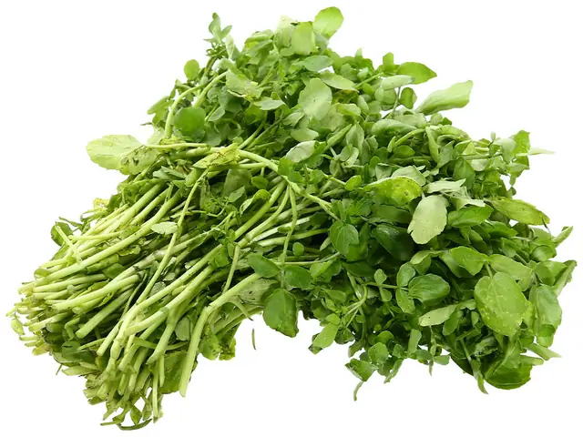 Tìm Hiểu Xà Lách Xoong Đà Lạt (cải Xoong): Đặc Điểm, Lợi Ích Và Cách Chế Biến Cho Gia Đình