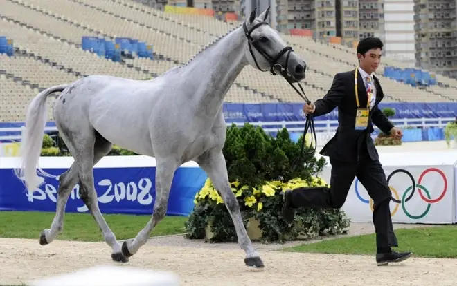 Ian Millar: "captain Canada" - Kỷ Lục 10 Lần Olympic, Huy Chương Bạc Và Câu Chuyện "nam Thần" Gia Thế Hiển Hách Ian Millar: "captain Canada" - Kỷ Lục 10 Lần Olympic, Huy Chương Bạc Và Câu Chuyện "nam Thần" Gia Thế Hiển Hách
